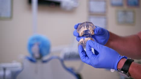 artificial teeth in doctor's hands. dentist shows on jaw model how to take out and put implant. dental clinic. close-up.