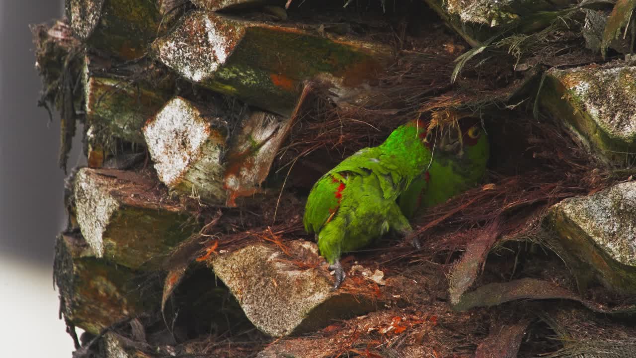 Red-headed parrots (Psittacara mitratus) in their nest among palm tree leaves, Lima