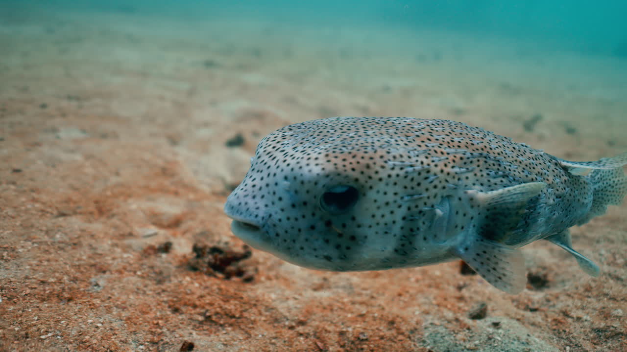 Pesce istrice sott'acqua
