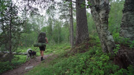 man with his husky dog walking in nature trail in a lush forest at anderdalen national park, senja, norway