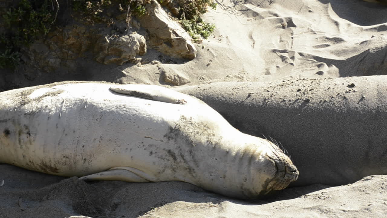 산 시메온 캘리포니아 1 근처 피에드라스 블랑카스 해변에서 일광욕을 즐기는 북부 코끼리 바다표범