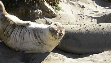 Los-Elefantes-Marinos-Del-Norte-Tomando-El-Sol-En-La-Playa-De-Piedras-Blancas-Cerca-De-San-Simeón,-California-1