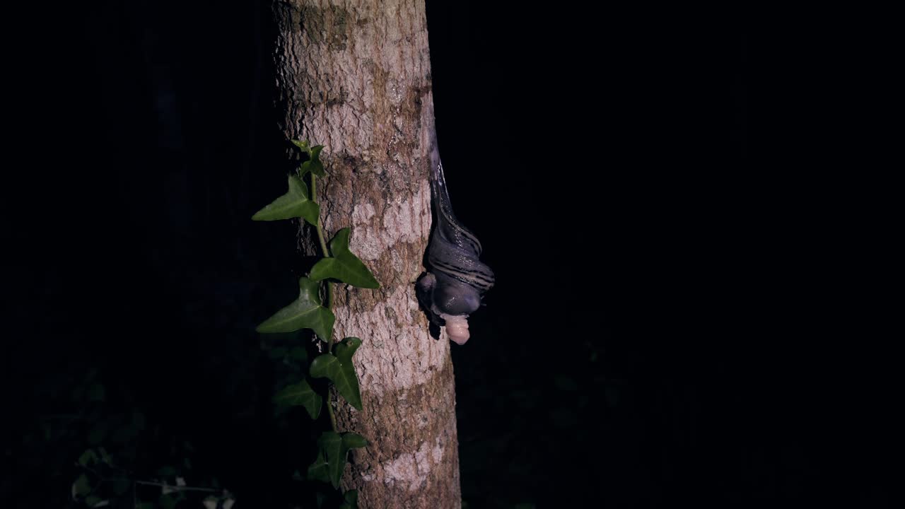 Scatto notturno di lumache che si accoppiano sospese da un tronco d'albero. Gasteropodi impegnati nel rituale di riproduzione su uno sfondo scuro con edera che si arrampica sulla corteccia