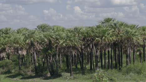 toma de cardán de palmeras meciéndose en el viento en un día soleado