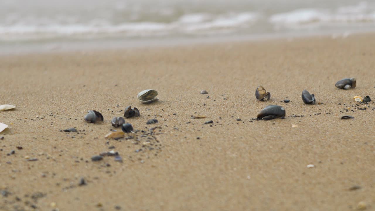 Seashells on the white sand beach in summer, calm waves, Baltic sea coastline, summer vacation, relaxation, ocean, travel concept, low closeup shot, shallow depth of field