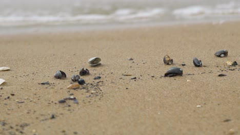 conchas marinas en la playa de arena blanca en verano, olas tranquilas, costa del mar báltico, vacaciones de verano, relajación, océano, concepto de viaje, primer plano bajo, poca profundidad de campo