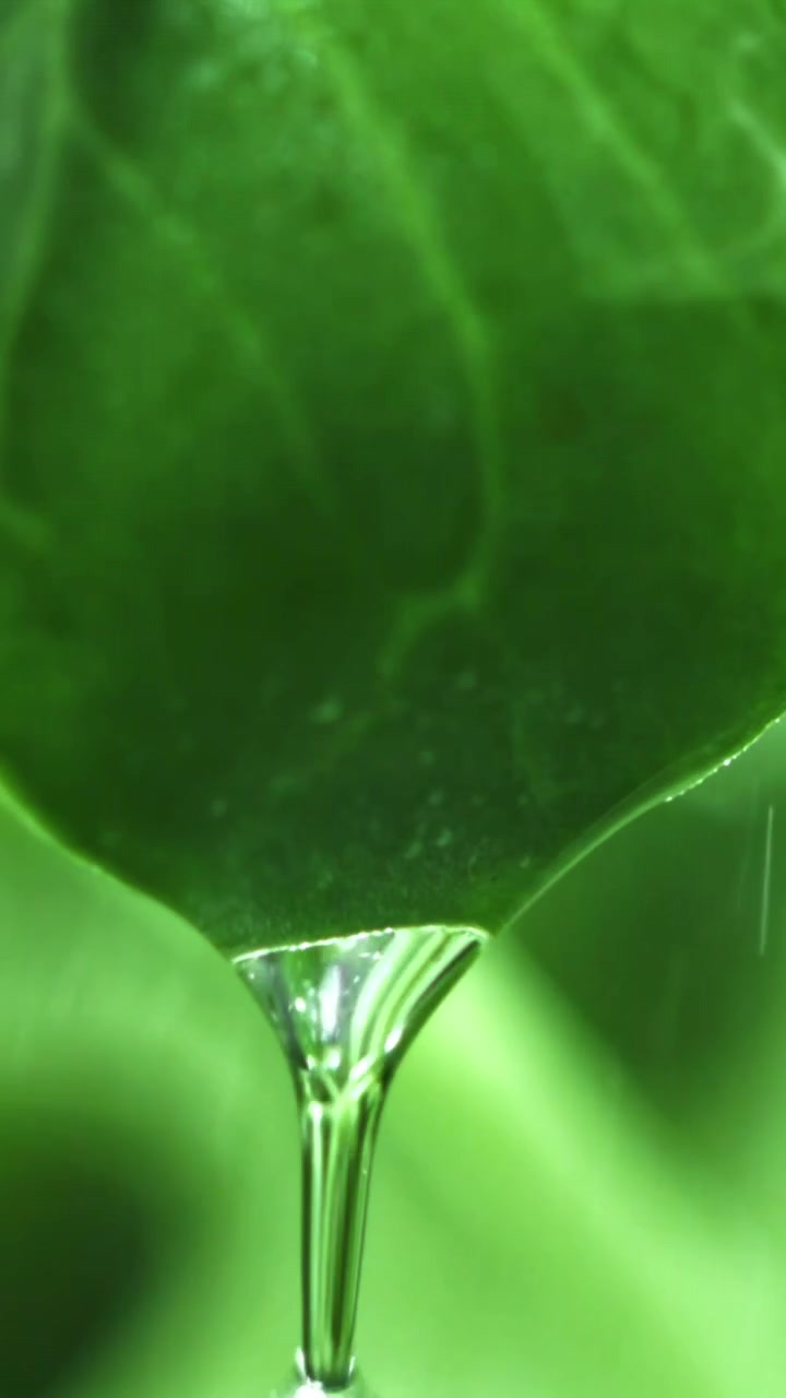 Close-up of a Water Droplet Falling from a Green Leaf