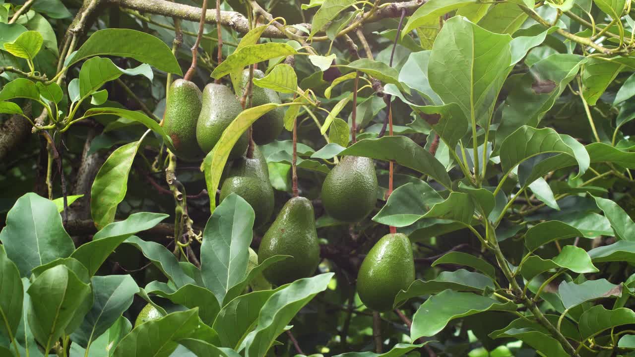 familia grupal de aguacates que crecen en el bosque en la isla grande de hawaii