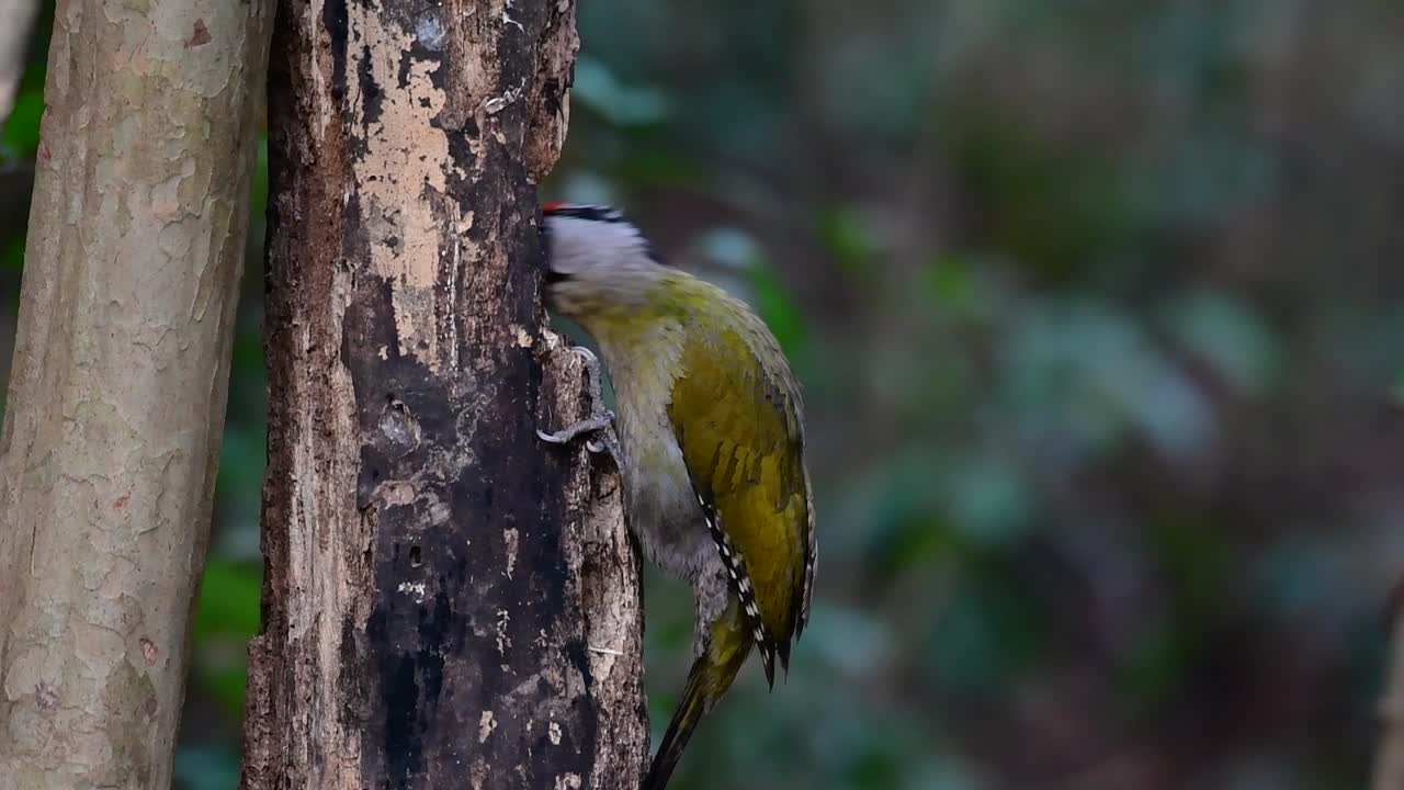 седоголовый дятел, которого также называют серолицым дятлом, обитает во многих национальных парках таиланда и очень требователен к выбору места обитания, чтобы процветать.
