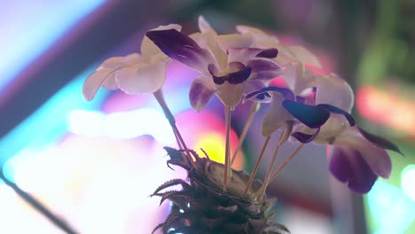 blooming orchids in pineapple against blurry windy weather