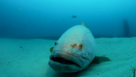 Ein-Großer,-Freundlicher-Fisch,-Der-Mit-Einem-Taucher-Interagiert