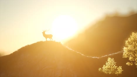 deer male in forest at sunset