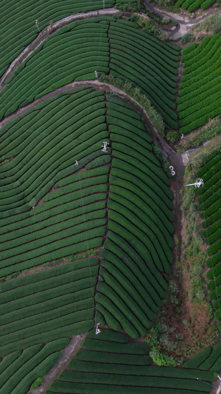 File verticali aerei dall'alto verso il basso di terrazze di tè Matcha Wazuka verde a Kyoto, Giappone