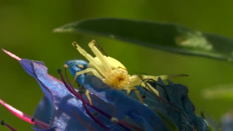 yellow crab spider on a blue flower