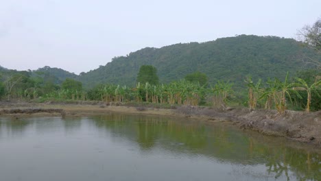 Panning-wide-angle-shot-of-swamp-in-tropical-wetland-area