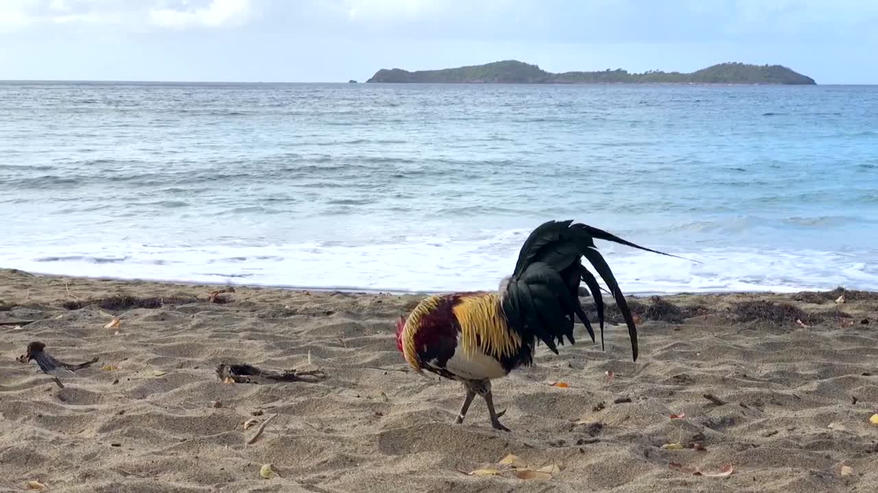 una gallina en cámara lenta en una playa del caribe