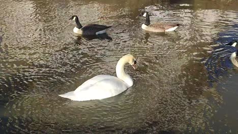 Cisne-Elegante-Visto-En-Richmond-En-El-Río-Támesis