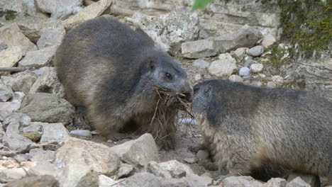 primer plano de la marmota adulta alimentando a los niños con plantas y hierba en las rocas en la naturaleza - prores 4k shot