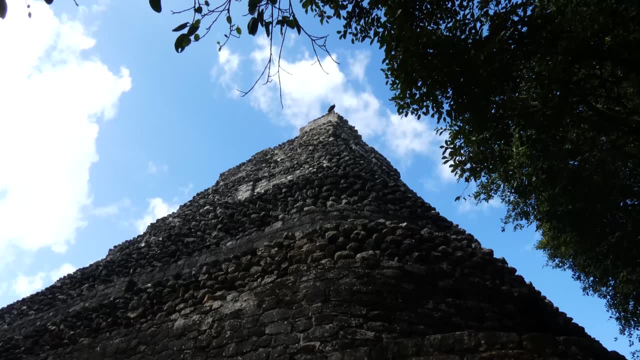 buitre pavo descansando en la cima de la pirámide del templo 1 en chacchoben, sitio arqueológico maya, quintana roo, méxico