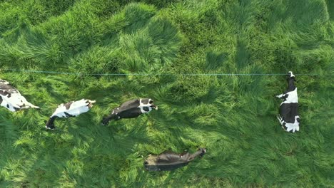 bird's eye dolly aerial shot of holstein cows grazing on lush meadows during golden hour sunset