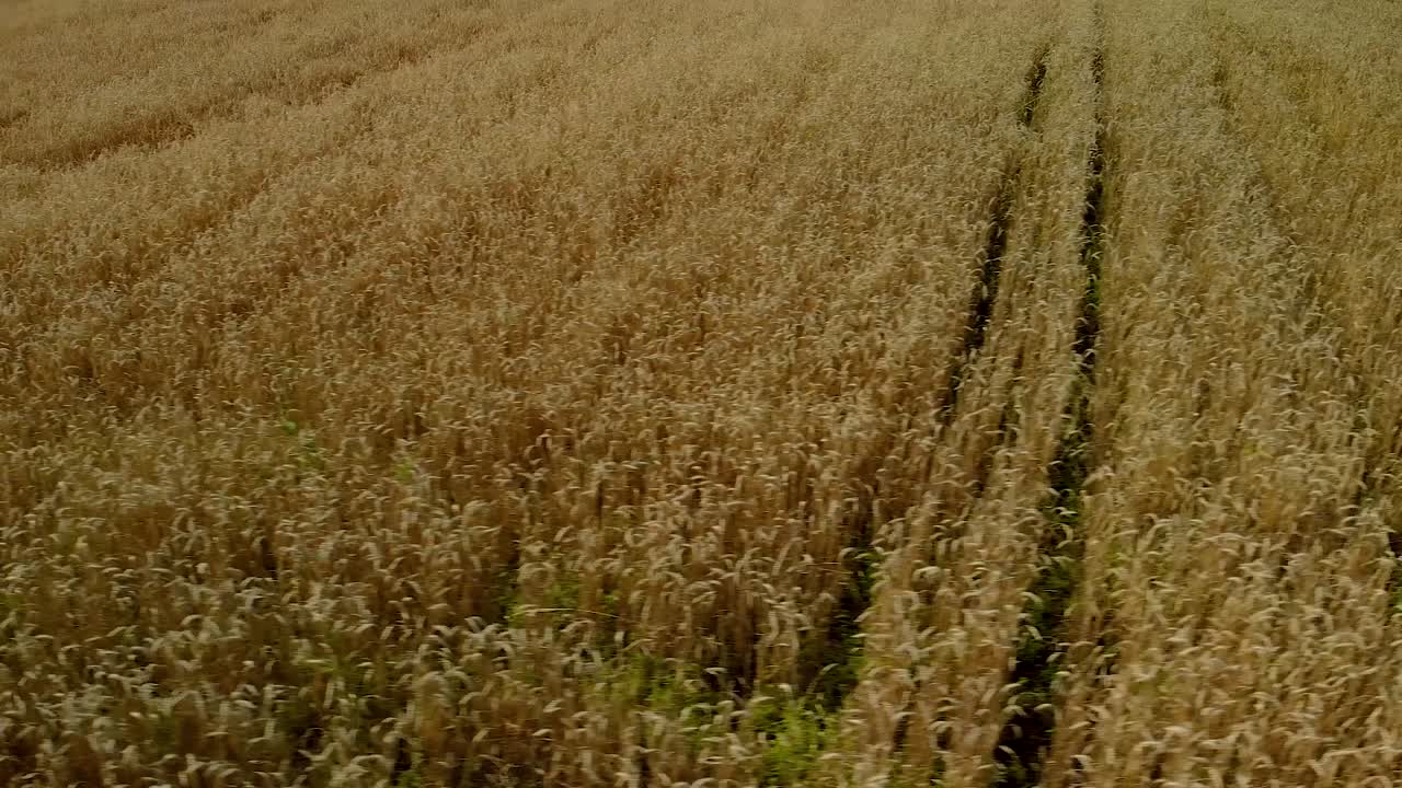 vuelo alrededor del campo, campos de cereales dorados antes de la cosecha, tomas aéreas por drones