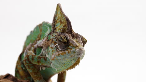 chameleon isolated on white background looks around - medium shot