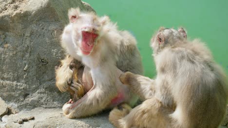 一隻猿類在韓國首爾大公園動物園吃著另一隻猿類的<unk>