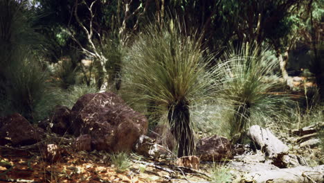 australias nature features lush plants and rocky terrain vibrantly