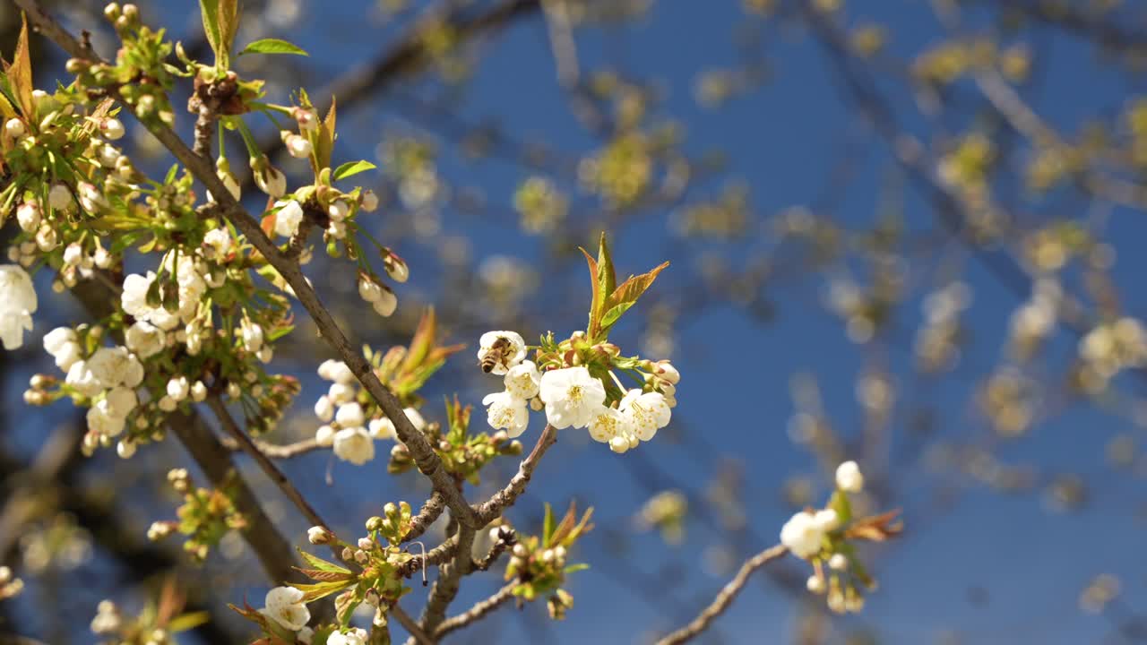 Scatto macro di un'ape su fiori bianchi, al rallentatore