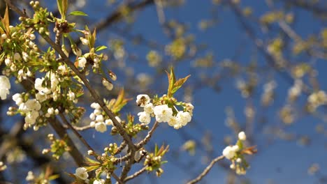 Macro-shot-of-bee-on-white-flowers,-in-slow-motion