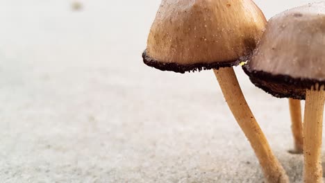 mushroom in the sand close-up