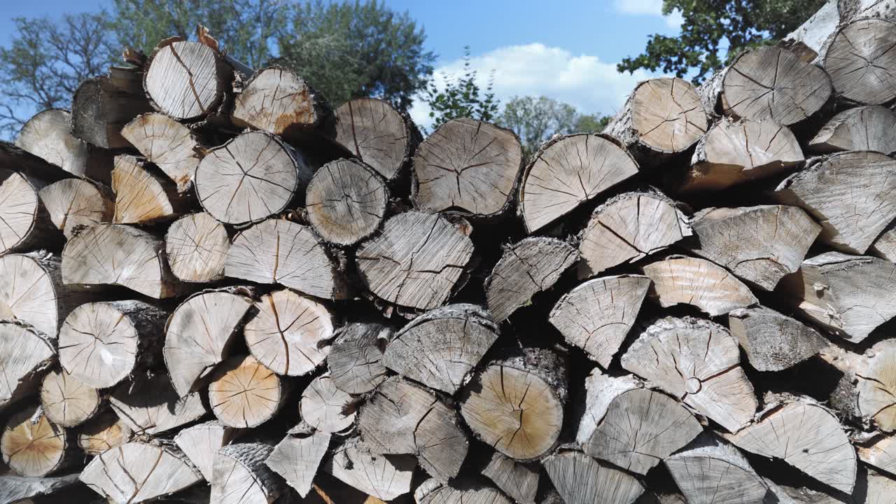 덤불 가지의 초록색 잎 뒤에서