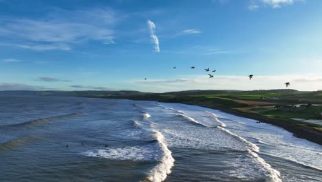 Vuelo-Al-Atardecer:-Vista-Aérea-En-Cámara-Lenta-De-Raros-Pájaros-Ostreros-Sobre-Los-Surfistas-En-Thortonloch,-Una-Playa-Escocesa,-Dunbar,-Cerca-De-Edimburgo-En-La-Costa-Escocesa,-Costa-Este-De-Escocia,-Reino-Unido