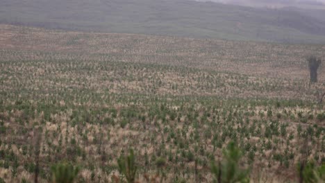 plantación de pinos en la zona regional de nueva gales del sur