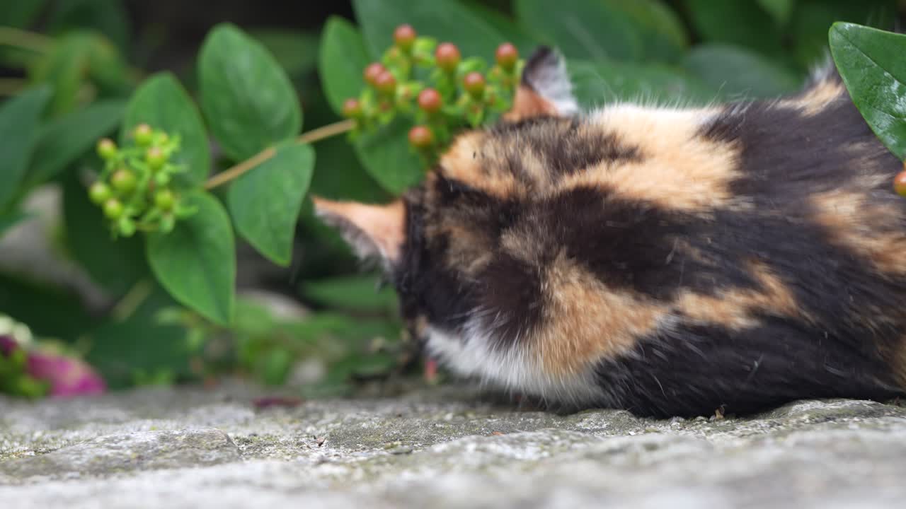 A calico cat is captured outdoors, stretching near green plants with red berries. Resting or enjoying the moment, blending into the natural surroundings