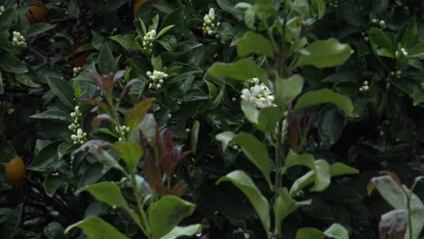 primer plano de algunas flores