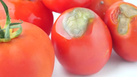 tomates podridos