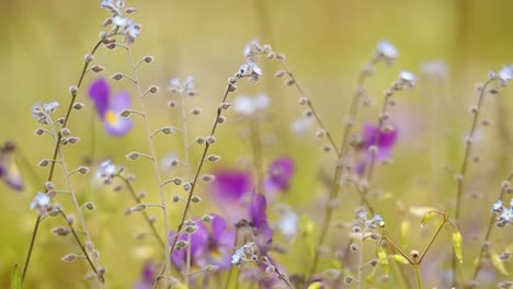 Myosotis-Aus-Nächster-Nähe.-Auf-Der-Nordhalbkugel-Werden-Sie-Umgangssprachlich-Auch-Als-Vergissmeinnicht-Oder-Skorpiongras-Bezeichnet.