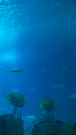 vibrant underwater scenes with fish and marine life