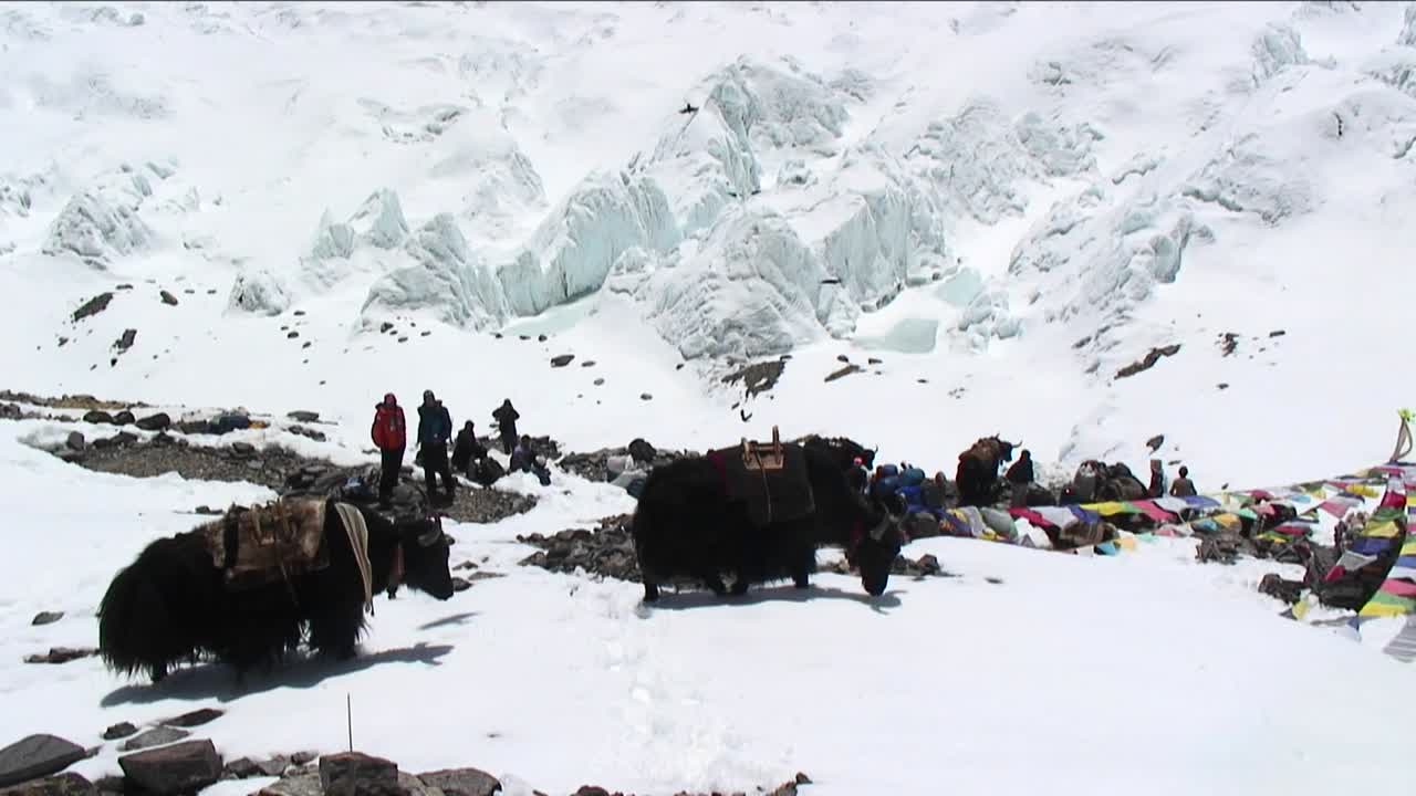 야크 온 스노우 노스 사이드 베이스캠프