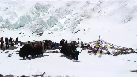 yaks en el campamento base del lado norte de la nieve