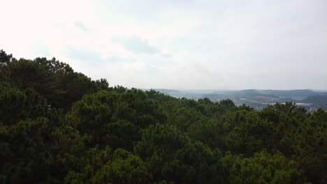 vista aérea hacia adelante órbita ascendente de humo proveniente del bosque