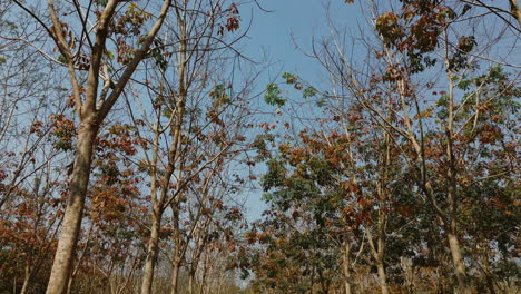 autumnal forest canopy