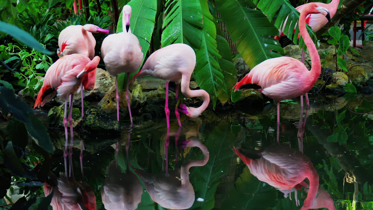 Close up of beautiful, pink flamingos standing in water at a zoo