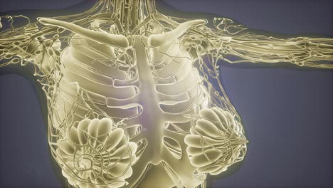 radiografía de mamografía para el diagnóstico del cáncer de mama