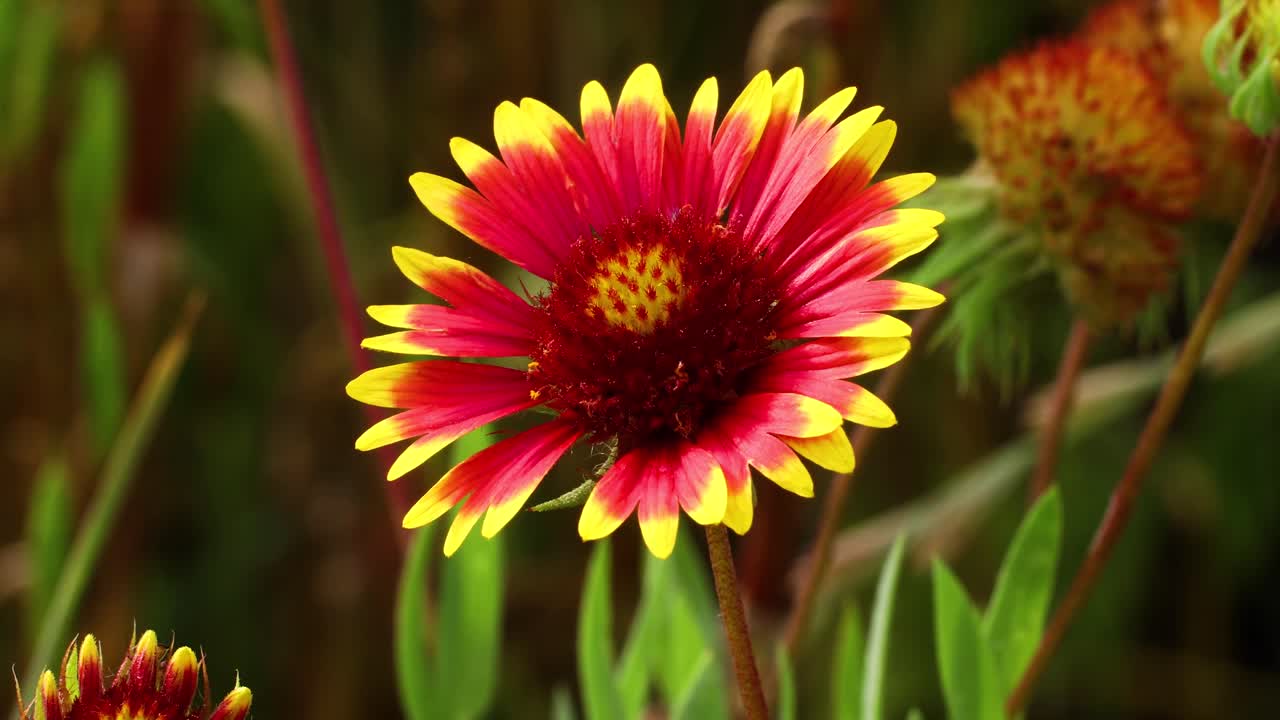 Static video of an Indian Blanket flower Gaillardia pulchella also known as Firewheel and Sundance flower.