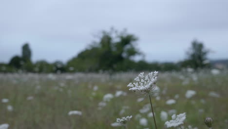 wild carrot flower field in the countryside - close