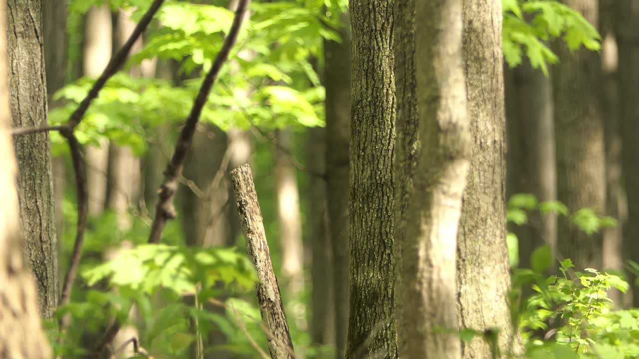 Hairy woodpecker sitting on side of tree trunk and fly away deep into forest