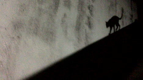 las sombras de los gatos en movimiento