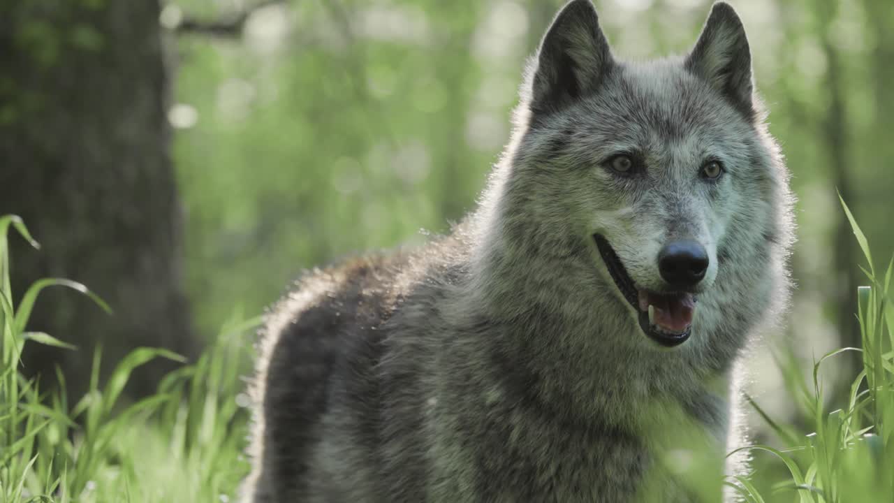 A gray wolf stands alert in sunlit grass, its eyes focused and expression calm. Gentle light highlights its fur as it gazes ahead, tethered subtly in a tranquil forest clearing.